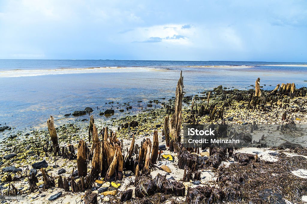 Kuriose alten rotten Bäumen an der Küste - Lizenzfrei Abgestorbene Pflanze Stock-Foto