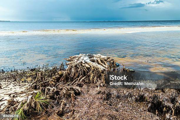 Raro Old Rotten Árboles En La Costa Foto de stock y más banco de imágenes de Agua - Agua, Aire libre, Arena