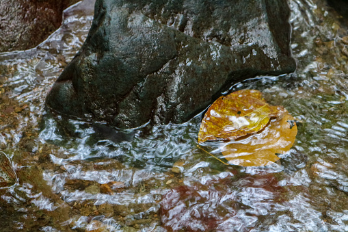 Beautiful natural background of stones and fallen leaves in a stream.