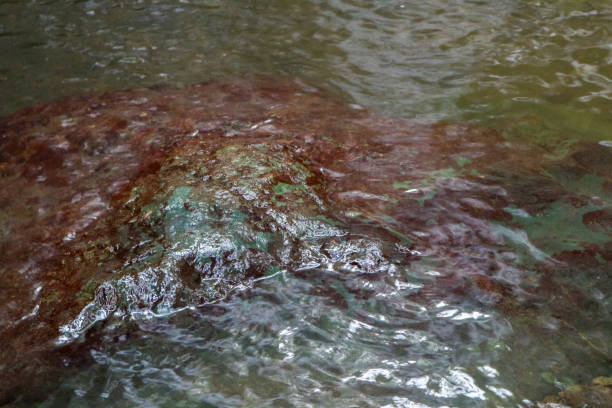 istock Stream in the forest with clear water 1844471303