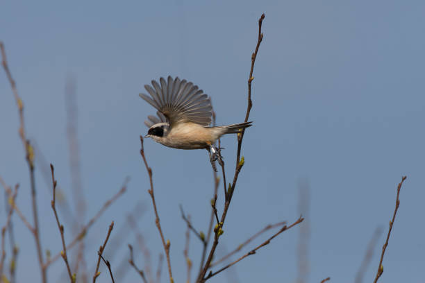 istock Buidelmees, Penduline Tit, Remiz pendulinus 1844481300