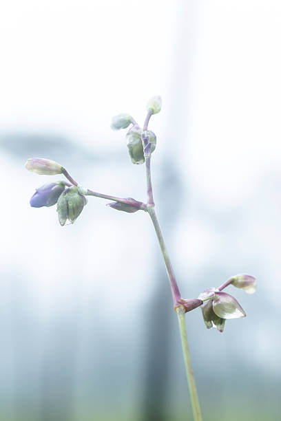 istock Murdannia giganteum flower 184448200