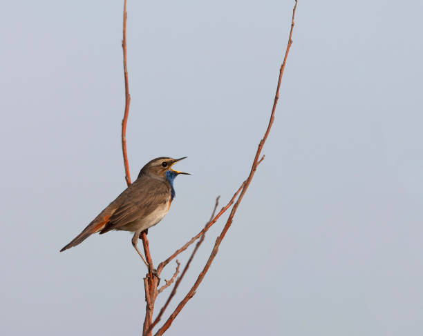 istock White-spotted bluethroat, Luscinia svecica cyanecula 1844483723
