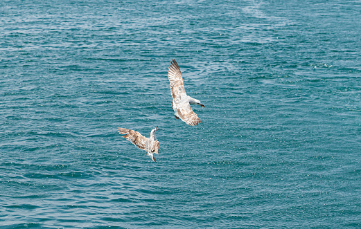 seagull in flight against the blue sky