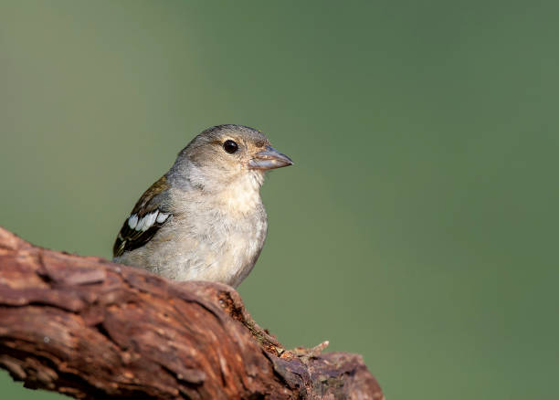 istock Madeira Chaffinch, Fringilla coelebs maderensis 1844484969