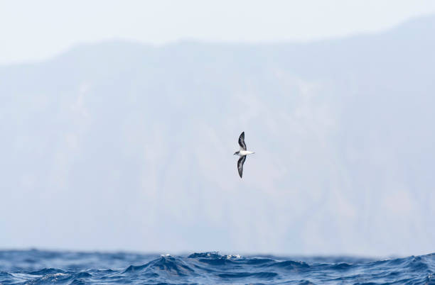 istock Zino's Petrel, Pterodroma madeira 1844484981