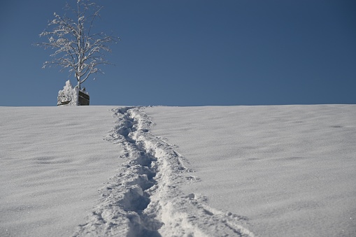 a lone tree standing on the top of a hill covered in snow