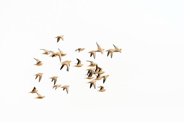 istock Sahelzandhoen, Pterocles senegallus 1844486029