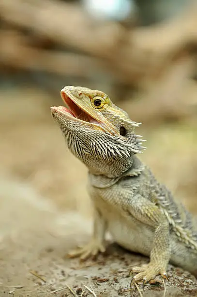 Photo of Bearded Dragon Lizard
