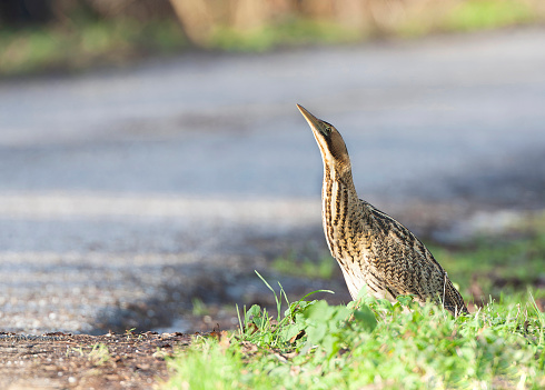 Eurasian Bittern, Botaurus stellaris, out in the open during a cold winter in the Netherlands. Standing on the side of a road.