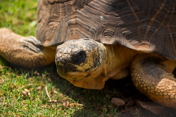 istock Radiated Tortoise Close Up Portrait 2 184448744