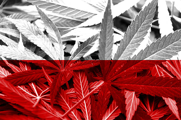 istock Poland Flag on cannabis background. Drug policy 184448998