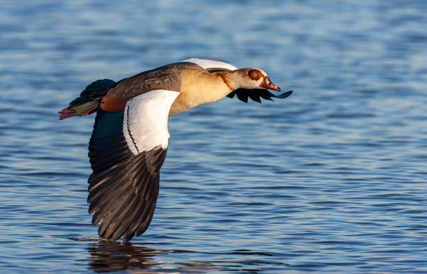 istock Egyptian Goose, Alopochen aegyptiaca 1844491773
