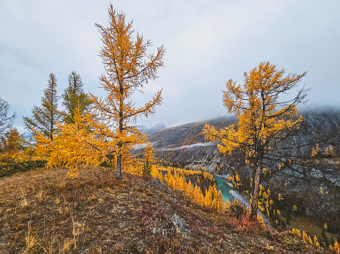 Mountain landscape in misty early morning in autumn. Fantastic view of the tops of mountain ridge above the clouds. Yellow larches above the cliff of the turquoise river.