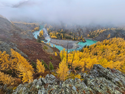 Mountain landscape in misty early morning in autumn. Fantastic view of the tops of mountain ridge above the clouds. Yellow larches above the cliff of the turquoise river. Aerial view.