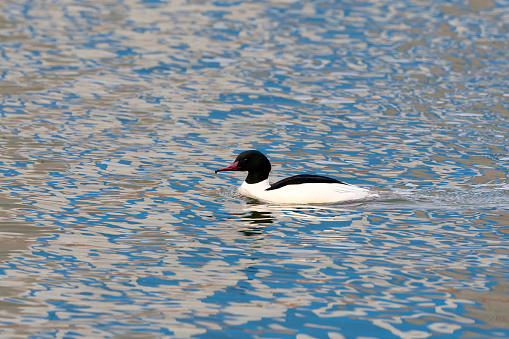 Male Goosander (Mergus merganser) wintering in the Netherlands. Swimming in blue reflection of a ship in the water surface in a harbor in Friesland.