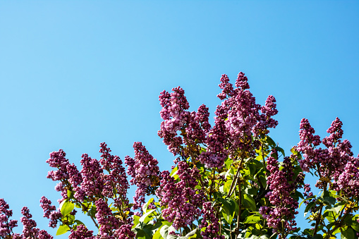 Purple fluffy lilac flowers in blue sky close up