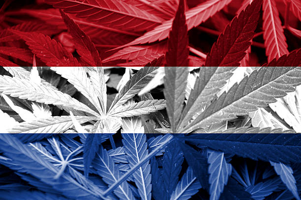 istock Netherlands Flag on cannabis background. Drug policy 184450481