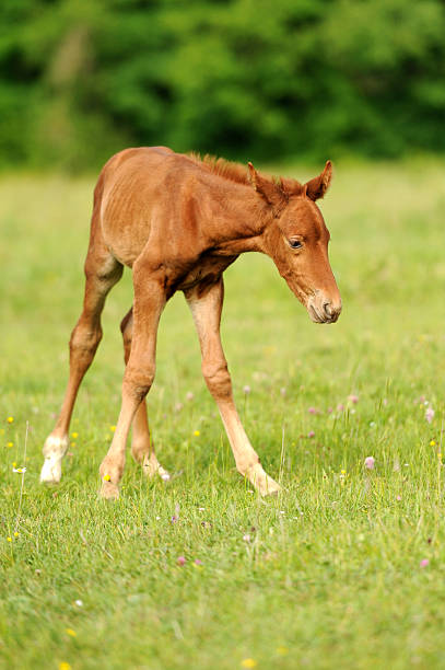 istock Baby horse. 1 day 184450814