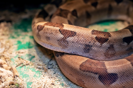 Small brown snake in a terrarium close up