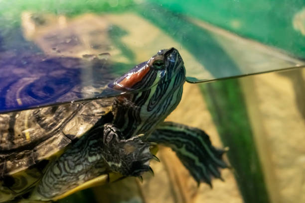istock Two turtles in a terrarium close up 1844511052