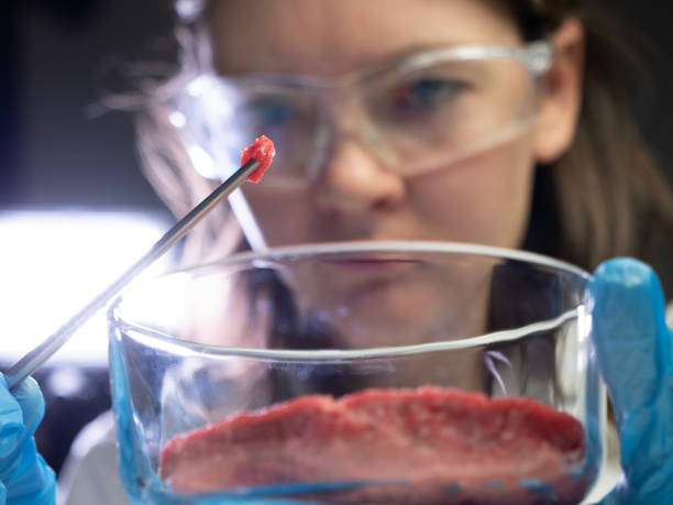 female scientific researcher observes a sample of cultured meat cultivated meat, cellular agriculture, synthetic meat production concept synthetic meat in laboratory examined by scientist engineer cultured cell stock pictures, royalty-free photos & images