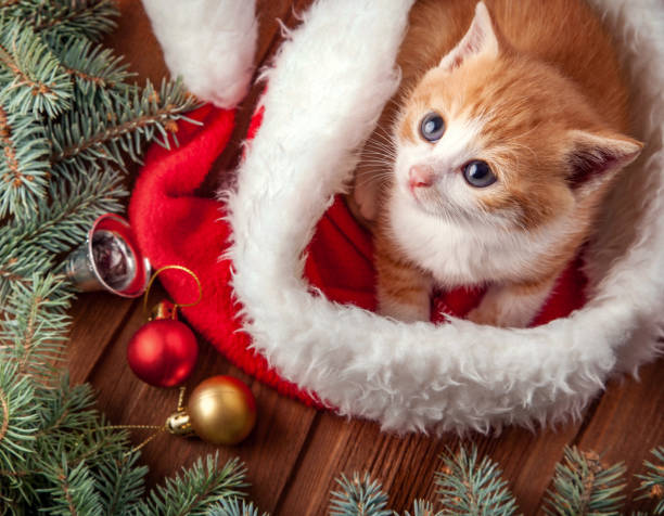 istock ginger kitten in santa hat against the background of a Christmas tree 1844513798