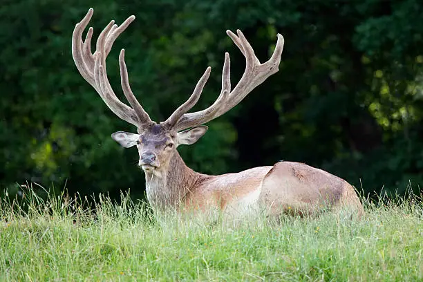 Red deer lying on grass field.
