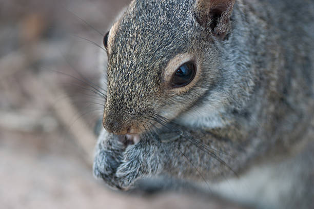 squirrel eating stock photo