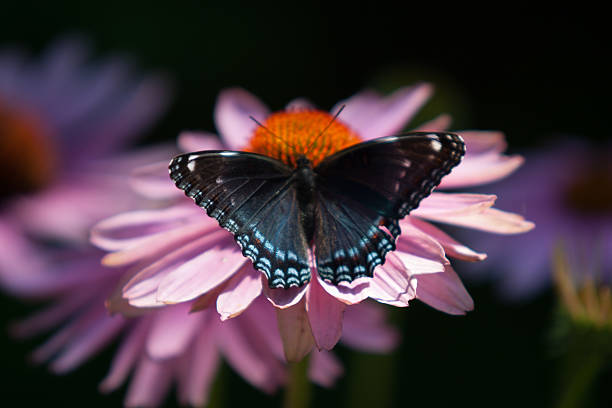 Butterfly stock photo