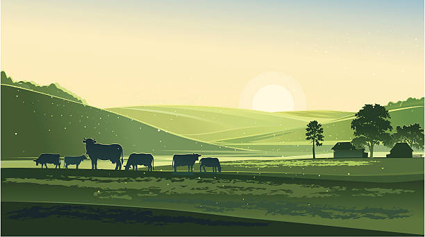 Summer morning Vector landscape. The feeling morning of summer day. herd of cows stock illustrations