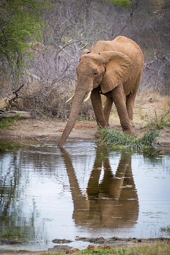 Drinking elephant in the wild