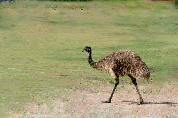 istock Emu bird  Dromaius novaehollandiae 1844523370