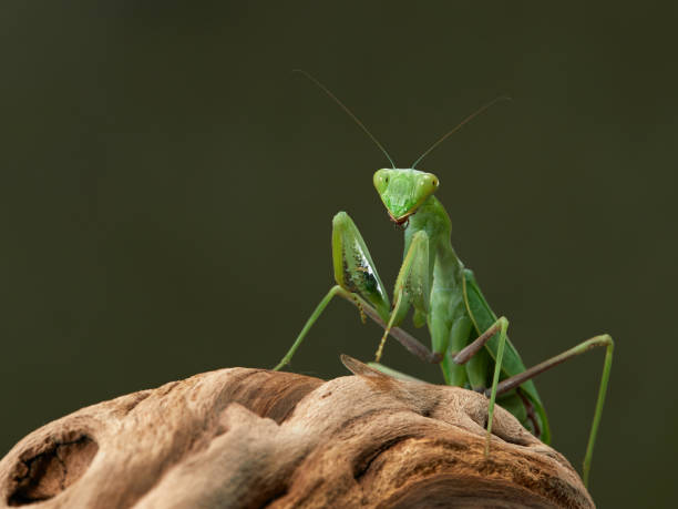 istock Praying mantis on a green background. The insect hunts 1844523376