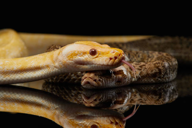 240+ Carpet Python Stock Photos, Pictures & Royalty-Free Images - iStock