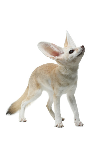 young fennec fox on a white background in studio