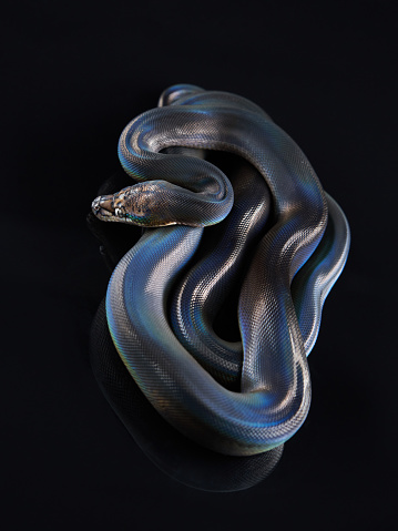 Reticulated Python (Python reticulatus) on black background. rainbow snake shimmers in different colors