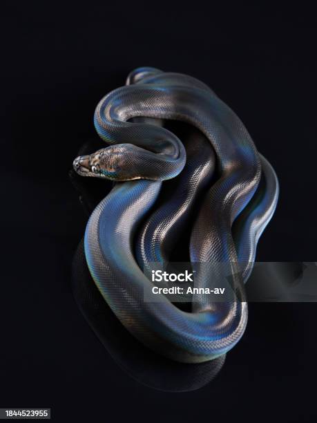 Reticulated Python On Black Background Stock Photo - Download Image Now ...