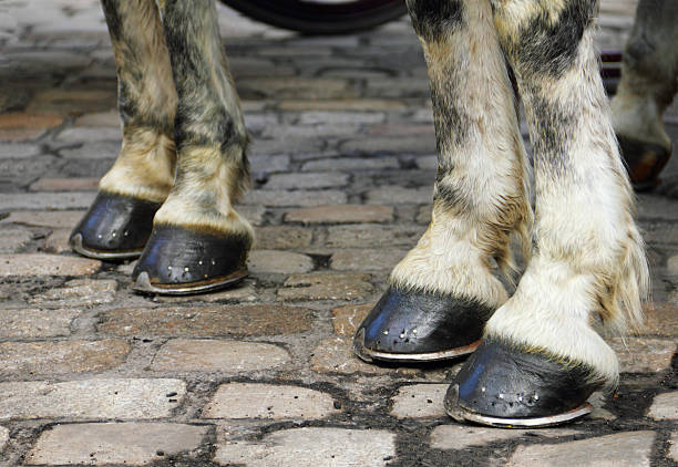 istock Two pair of horse hooves on a block pavement 184452577