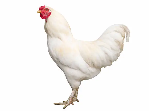 Photo of Proud white cock isolated