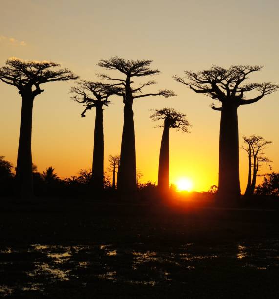 istock Sunset at the Baobab Avenue, Madagascar 1844528339