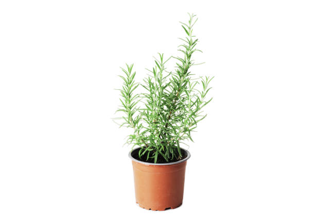 istock Fresh rosemary in a pot isolated on white background 1844559150