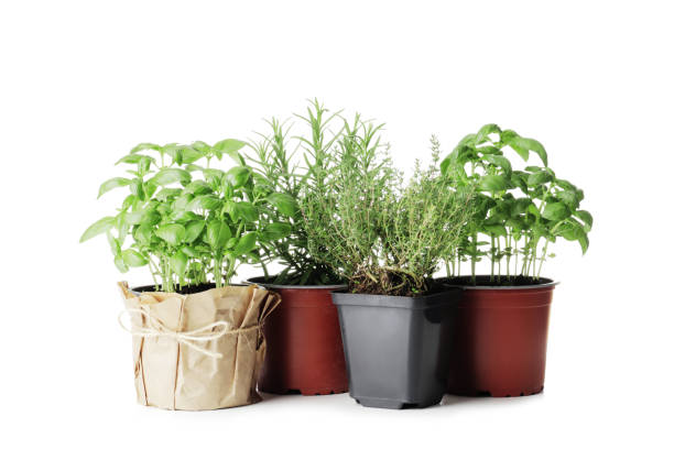 istock fresh herbs in garden pots isolated on white background 1844559661