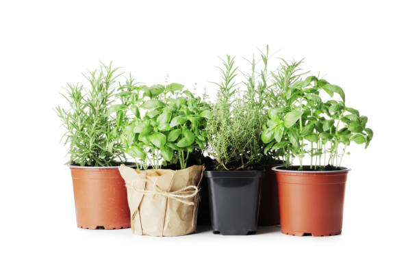istock fresh herbs in garden pots isolated on white background 1844559664