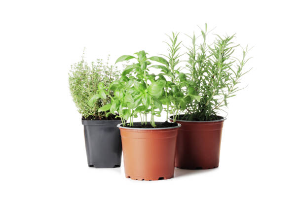 istock fresh herbs in garden pots isolated on white background 1844559667