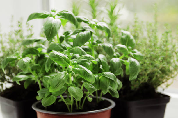 istock fresh herbs in garden pots on the windowsill 1844559674