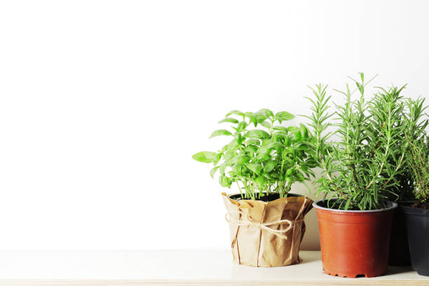istock Fresh herbs in garden pots on a light background with place for text 1844560183