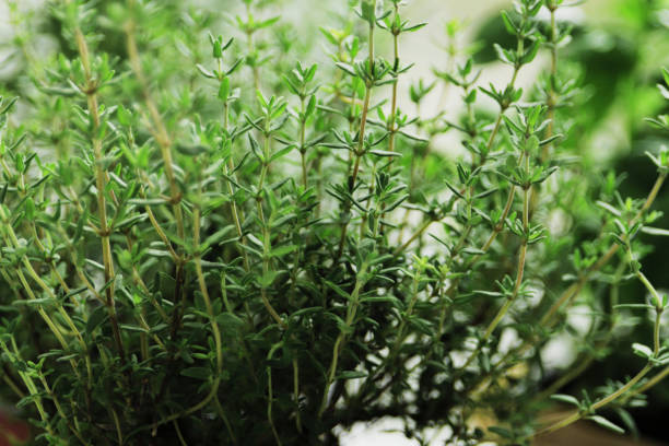 istock fresh herbs in garden pots on the windowsill 1844560185