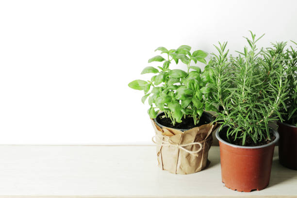 istock Fresh herbs in garden pots on a light background with place for text 1844560186