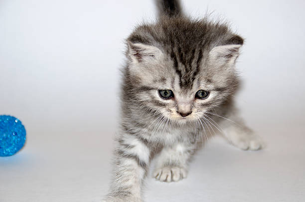 Little striped kitten and a blue ball stock photo